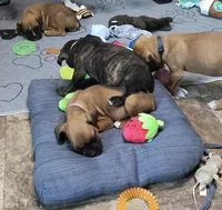 Yankee, a male Boxer for sale in Grayling, MI – 4 of 5