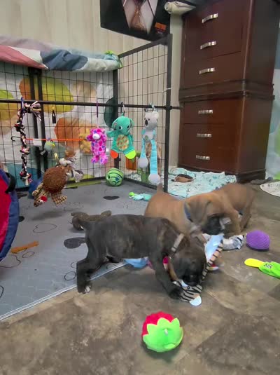 Yankee, a male Boxer for sale in Grayling, MI – 5 of 5