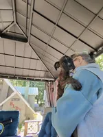 Yankee, a male Boxer for sale in Grayling, MI – 8 of 10