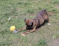 Kilo, a male Boxer for sale in Grayling, MI – 5 of 8