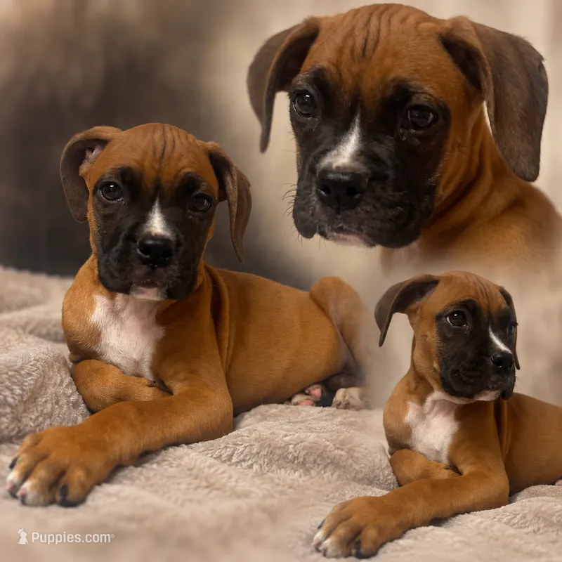 Bravo – Boxer puppy for sale in Grayling, MI