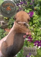Bravo, a male Boxer for sale in Grayling, MI – 4 of 9
