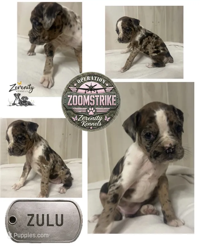Zulu – Boxer puppy on hold in Grayling, MI