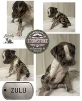 Zulu, a female Boxer for sale in Grayling, MI – 1 of 1