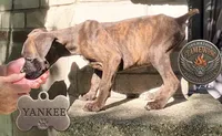 Yankee, a male Boxer for sale in Grayling, MI – 3 of 10