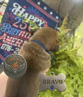Bravo, a male Boxer for sale in Grayling, MI – 7 of 9