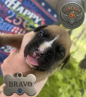 Bravo, a male Boxer for sale in Grayling, MI – 5 of 9