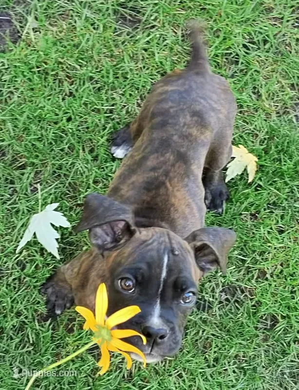 Yankee – Boxer puppy for sale in Grayling, MI