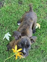 Yankee, a male Boxer for sale in Grayling, MI – 1 of 10