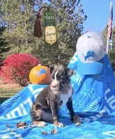 Legend , a male Boxer for sale in Grayling, MI – 6 of 6