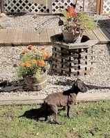 Yankee, a male Boxer for sale in Grayling, MI – 7 of 10
