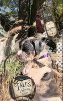Legend , a male Boxer for sale in Grayling, MI – 4 of 6