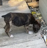 Foxtrot, a male Boxer for sale in Grayling, MI – 6 of 8