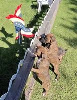 Kilo, a male Boxer for sale in Grayling, MI – 7 of 8