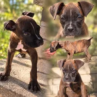 Yankee, a male Boxer for sale in Grayling, MI – 2 of 10