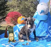 Legend , a male Boxer for sale in Grayling, MI – 3 of 6