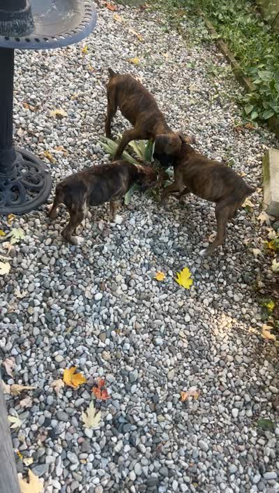 Foxtrot, a male Boxer for sale in Grayling, MI – 8 of 8