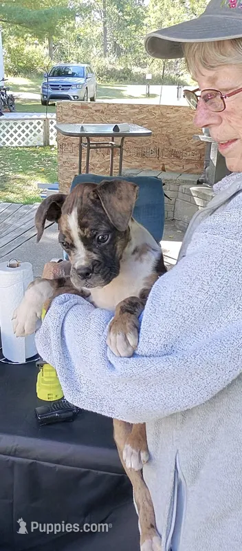 Foxtrot – Boxer puppy for sale in Grayling, MI
