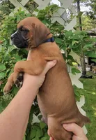 Bravo, a male Boxer for sale in Grayling, MI – 7 of 9