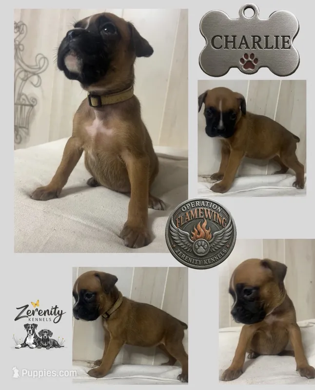 Charlie – Boxer puppy for sale in Grayling, MI