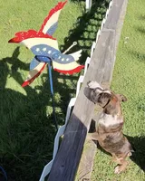 Foxtrot, a male Boxer for sale in Grayling, MI – 5 of 8