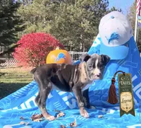 Legend , a male Boxer for sale in Grayling, MI – 5 of 6