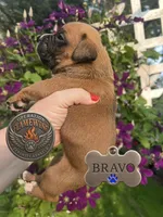 Bravo, a male Boxer for sale in Grayling, MI – 3 of 9