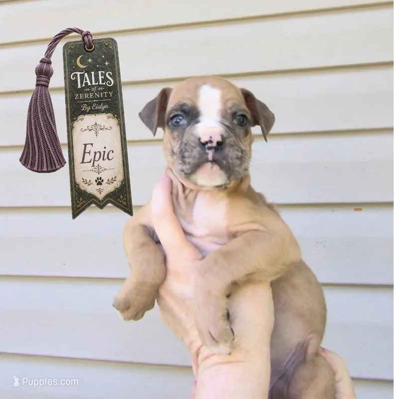 Epic – Boston Terrier, Boxer puppy for sale in Grayling, MI