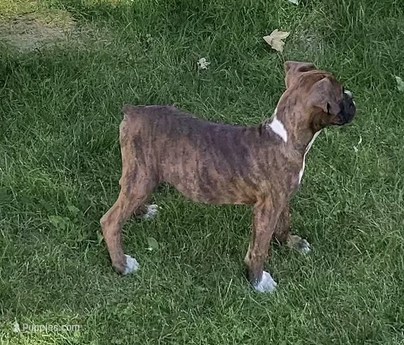 Kilo – Boxer puppy for sale in Grayling, MI