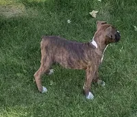 Kilo, a male Boxer for sale in Grayling, MI – 1 of 8