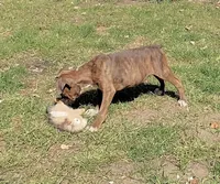 Kilo, a male Boxer for sale in Grayling, MI – 6 of 8