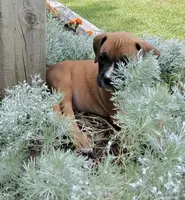 Bravo, a male Boxer for sale in Grayling, MI – 5 of 9
