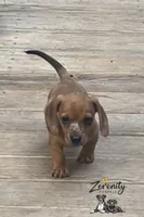 Tango, a male Miniature Dachshund for sale in Grayling, MI – 3 of 6