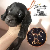 Orion, a male Miniature Dachshund for sale in Grayling, MI – Photo 1 of 6