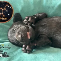 Orion, a male Miniature Dachshund for sale in Grayling, MI – Photo 4 of 6