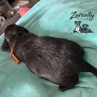 Orion, a male Miniature Dachshund for sale in Grayling, MI – Photo 6 of 6