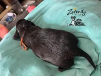 Orion, a male Miniature Dachshund for sale in Grayling, MI – Photo 6 of 6