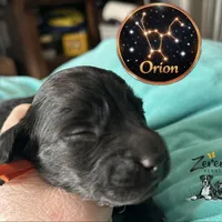 Orion, a male Miniature Dachshund for sale in Grayling, MI – Photo 2 of 6