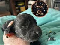 Orion, a male Miniature Dachshund for sale in Grayling, MI – Photo 2 of 6