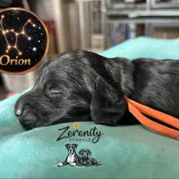 Orion, a male Miniature Dachshund for sale in Grayling, MI – Photo 3 of 6