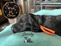 Orion, a male Miniature Dachshund for sale in Grayling, MI – Photo 3 of 6