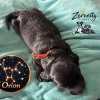 Orion, a male Miniature Dachshund for sale in Grayling, MI – Photo 5 of 6