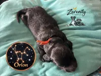 Orion, a male Miniature Dachshund for sale in Grayling, MI – Photo 5 of 6