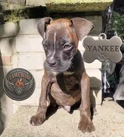 Yankee, a male Boxer for sale in Grayling, MI – 4 of 10