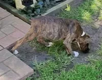 Kilo, a male Boxer for sale in Grayling, MI – 3 of 8