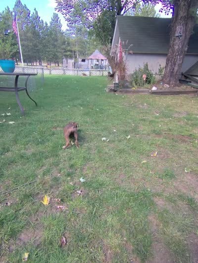 Kilo, a male Boxer for sale in Grayling, MI – 8 of 8