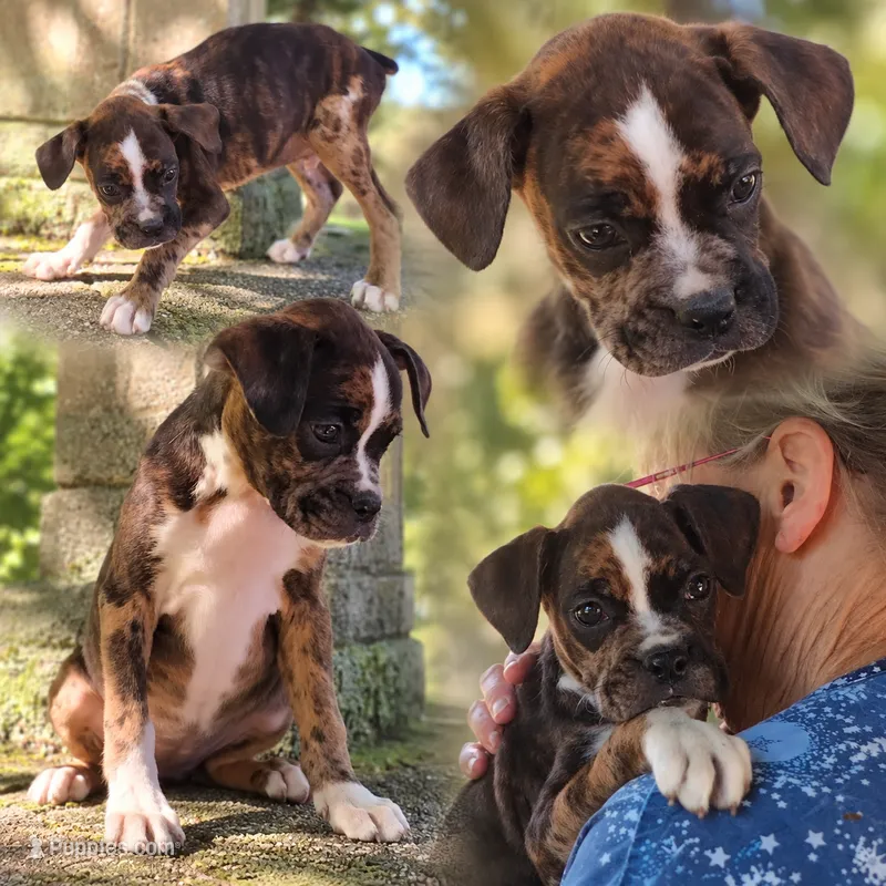 Foxtrot – Boxer puppy for sale in Grayling, MI
