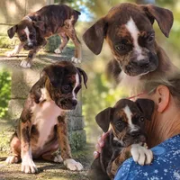 Foxtrot, a male Boxer for sale in Grayling, MI – 2 of 8