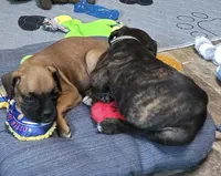 Yankee, a male Boxer for sale in Grayling, MI – 3 of 5
