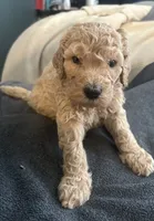 Goldendoodles , a male Goldendoodle for sale in Houston, TX – 5 of 6